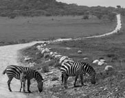 Tanzania