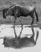 Tanzania