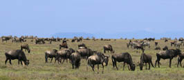 Tanzania