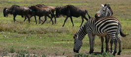 Tanzania